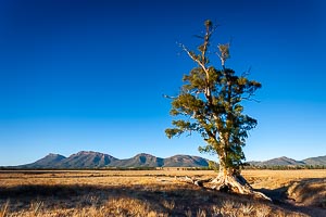 Picture of Flinders Ranges National Park, Flinders and Mid North, South Australia, Australia