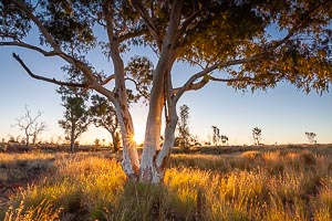 Picture of Kings Canyon Watarrka National Park, Central Australia, Northern Territory, Australia