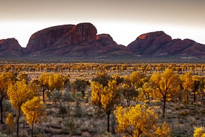 Picture of Uluru Kata Tjuta National Park, Central Australia, Northern Territory, Australia