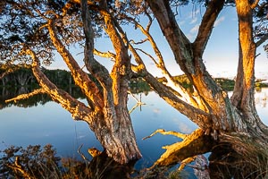 Picture of Avoca Beach, Central Coast, New South Wales, Australia