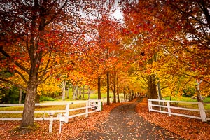 Picture of Matcham, Central Coast, New South Wales, Australia