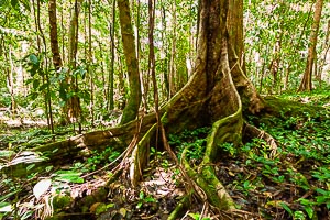 Picture of Mossman, Far North Queensland, Queensland, Australia