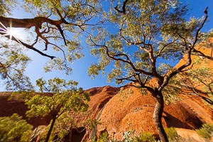 Picture of Uluru Kata Tjuta National Park, Central Australia, Northern Territory, Australia