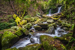 Picture of Washpool National Park, New England Tablelands, New South Wales, Australia