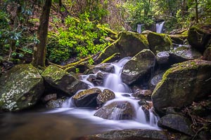 Picture of Washpool National Park, New England Tablelands, New South Wales, Australia