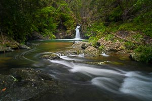 Picture of Tapin Tops National Park, Mid North Coast, New South Wales, Australia