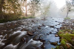 Picture of Barrington Tops National Park, Barrington Coast, New South Wales, Australia