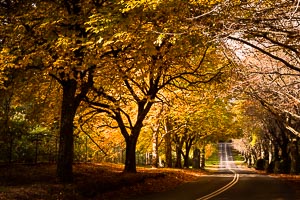Picture of Mount Wilson, Blue Mountains National Park, New South Wales, Australia