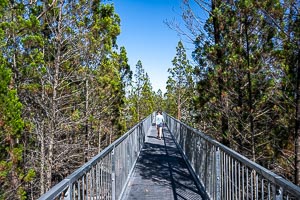 Picture of Woomargama National Park, The Riverina, New South Wales, Australia