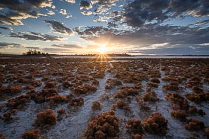 Picture of Murray Sunset National Park, Mallee, Victoria, Australia
