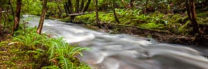 Picture of Franklin Gordon Wild Rivers National Park, West Coast and Wilderness, Tasmania, Australia