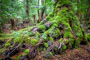 View Tarkine