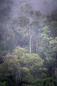 View Mitchell River National Park