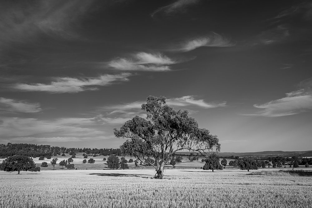 Outback Tree and Farmland. Parkes, NSW.