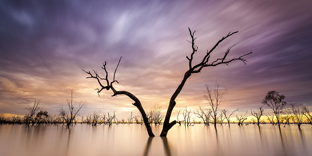 Outback Sunset at the submerged forest at Lake Pamamaroo, Menindee Lakes