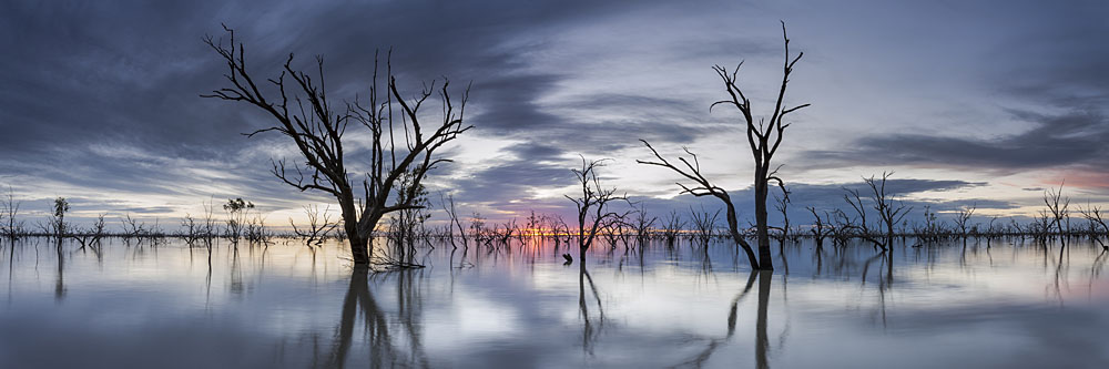 Outback Sunrise at the submerged forest at Lake Pamamaroo, Menindee Lakes