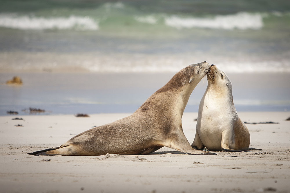 Sea Lions at Play, Seal Bay Conservation Park