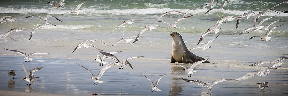 Sea Lion and Gulls, Seal Bay Conservation Park